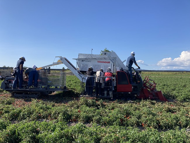 いわみざわ農業協同組合とカゴメ株式会社と加工用トマト産地拡大を目指した連携協定を締結のサブ画像3_収穫の様子