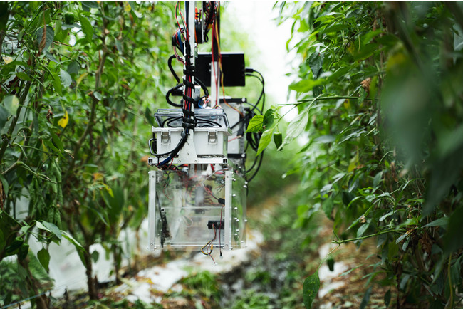 AIと自動収穫ロボットに最適化されたビニールハウスの一般公開を開始のサブ画像1_ピーマンの自動収穫ロボット「Ｌ」