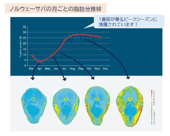 ノルウェー産 旬の“生”サバ「サバヌーヴォー」がJAL便で日本初上陸のサブ画像5