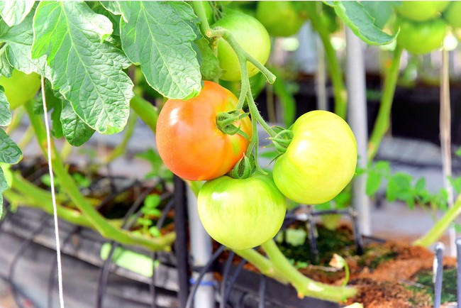 GLOBAL G.A.P.の大型園芸施設での大玉トマト栽培にて、ココカラのやしがら培土が初導入、事例記事を公開のサブ画像3