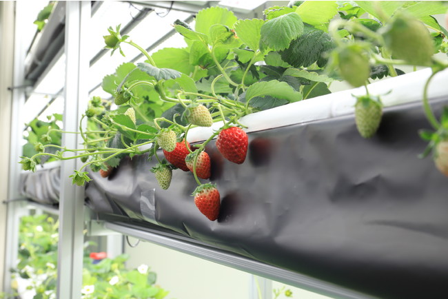 夏でもいちごが収穫できる！近未来の農業・LED水耕栽培（閉鎖型）NO.1のサブ画像6