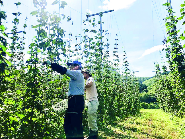 Abukuma FRESH。世界5大ビール審査会の1つインターナショナル・ビアカップ、フレッシュホップビール部門で銅賞を受賞のサブ画像5_田村式ホップ栽培