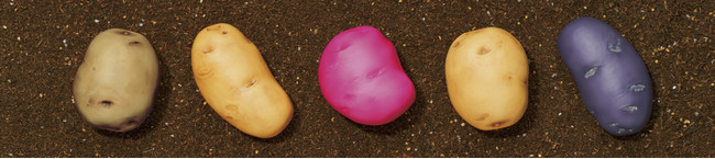 秋の大収穫祭！？ 本物そっくりなジャガイモを再現したカプセルトイ「かぷせるジャガイモ」が10月18日より発売のサブ画像2