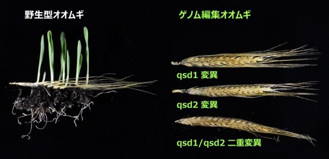 【岡山大学】ゲノム編集技術によってオオムギの種子休眠の長さを調節することに成功！～ビール醸造に適した穂発芽に強いオオムギの開発に期待～のサブ画像5