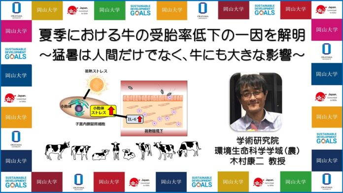 【岡山大学】夏季における牛の受胎率低下の一因を解明 ～猛暑は人間だけでなく、牛にも大きな影響～のメイン画像