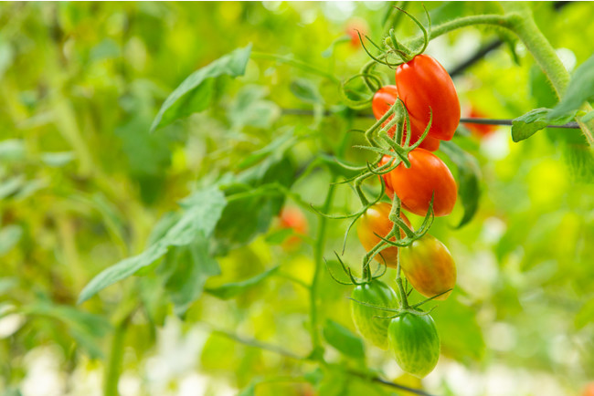 糖度11度の奇跡のミニトマト「OSMIC first WINTER」新発売のサブ画像4_OSMICトマト栽培の様子