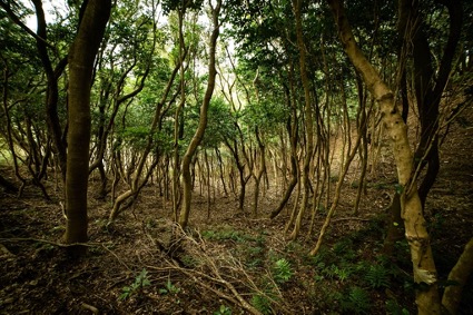 全国の森林課題を資源に変える、木の会社を設立のサブ画像1_徳島県美波町の「町の木」であるウバメガシ