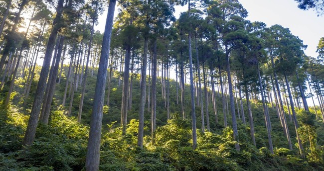 2021.11.7（日）全国一斉木育イベント「森のとびらin福岡」開催のサブ画像3_手入れされた人工林