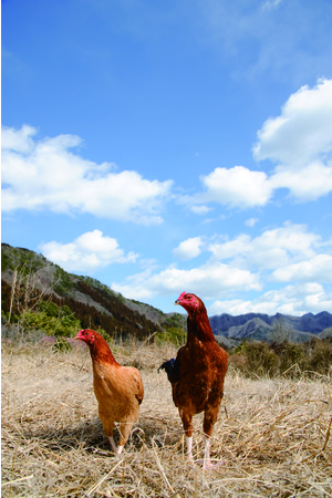 茨城県が誇る＜日本三大地鶏＞の１つ「奥久慈しゃも」を名シェフたちが料理する「奥久慈しゃもメニューフェア」を開催！のサブ画像5
