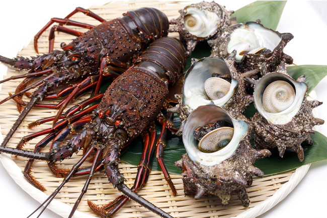 鮮魚通販アプリ「サカマアプリ」がクラウドファンディングに挑戦！茅ヶ崎で獲れる伊勢海老を食べて応援のサブ画像2