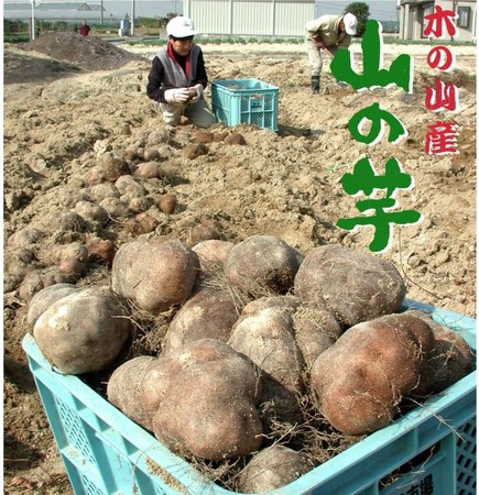 愛知県のブランド牛やこだわり旬野菜など厳選食材をライブ販売のサブ画像3_【JAあいち知多】木の山芋