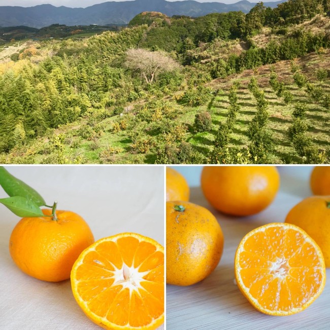 株式会社BSMOとフィリピン農業系大手企業AgriNurture, Inc.が業務提携を締結。フィリピンの農産品を日本へ、日本の農産品をアジアへ。のサブ画像3