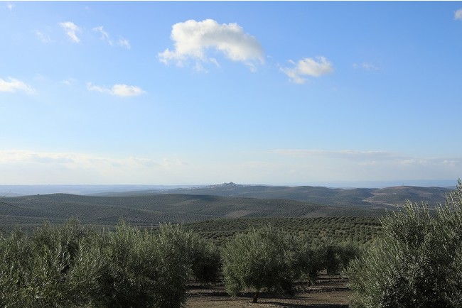 今だけ！旬の爽やかオイル  提携農家との絆で自然の恵みをより感じる「スペイン産 エキストラヴァージン緑果オリーブオイル」のサブ画像2