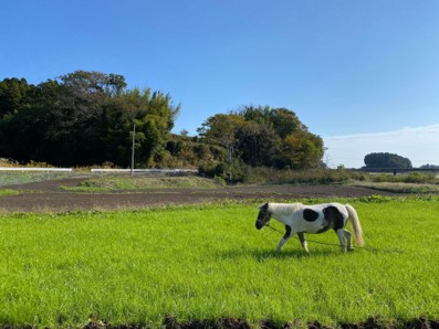 福島県浪江町にコミュニティ実験農場「なみえ星降る農園」が開園。星型のヒトデを撒いて土づくり。第一弾作物はジンの原料ジュニパーベリー。のサブ画像4