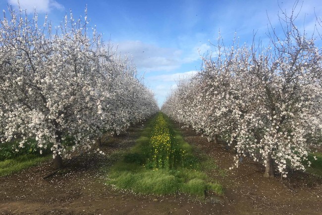 カリフォルニア州のアーモンド農家、持続可能な養蜂のためのビジネスアワードを受賞のサブ画像2_アーモンド農家はカバークロップを植えることで、花粉媒介者の生息地を確保しています。