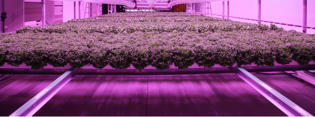 新機構の完全人工光オートメーション植物工場「新型水光™栽培システムＡＮ™」を提供する株式会社クレオテクノロジー累計約1億円の資金調達を完了。のサブ画像1_「AN」内部構造図