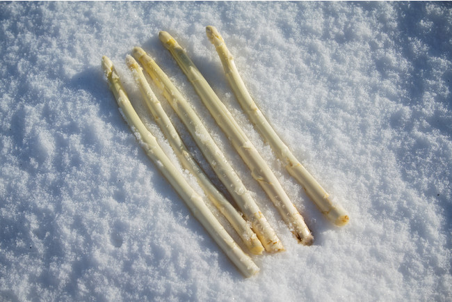 お家でホワイトアスパラ収穫！冬の在宅時間を子供と楽しむホワイトアスパラ手作り栽培キットを販売受付開始しますのサブ画像2