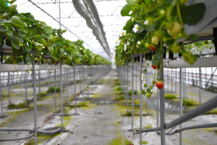 環型農業の実現と栽培安定化が可能なやしがら培土ココカラ「コイアピット」、広島県広島市の拠点で製造・加工を実施可能にのメイン画像