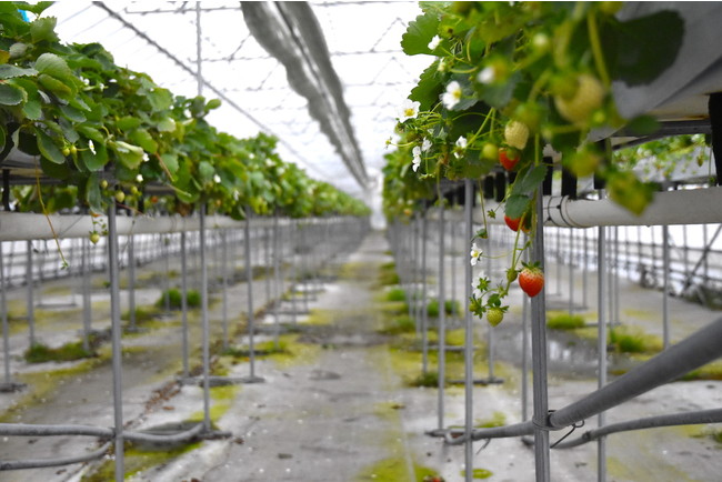 環型農業の実現と栽培安定化が可能なやしがら培土ココカラ「コイアピット」、広島県広島市の拠点で製造・加工を実施可能にのサブ画像1