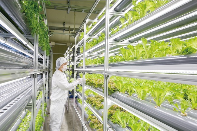 植物工場生産農家のデリファームが11月より高機能野菜の新種栽培を開始のサブ画像1