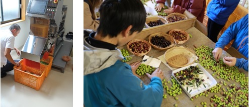 今しかない黄金のオイルはフルーツの香り　小豆島のオリーブ農家が1年かけて作った　美容用「井上誠耕園産　エッセンシャルオリーブオイル」のサブ画像4