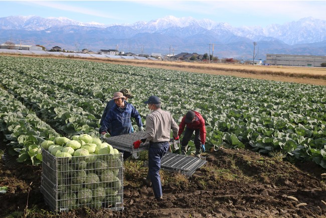 YUIMEを活用した富山県、農業分野の作業受託・人材育成サービスの導入検証を実施のサブ画像4