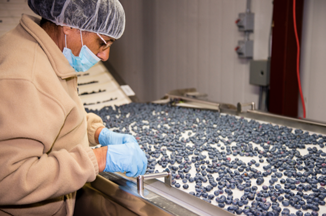 カナダのブルーベリー生産最大手の一社シルバーバレーファーム、2021年日本市場への冷凍ブルーベリー輸出好調！！のサブ画像2