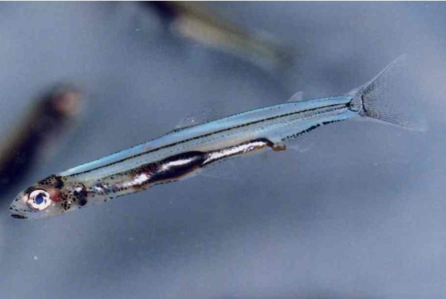 冬の琵琶湖の味覚「ヒウオ（氷魚)」を使った「釜揚げヒウオどんぶり」を数量限定で販売のサブ画像5
