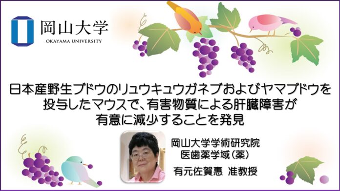 【岡山大学】日本産野生ブドウのリュウキュウガネブおよびヤマブドウを投与したマウスで、有害物質による肝臓障害が有意に減少することを発見のメイン画像