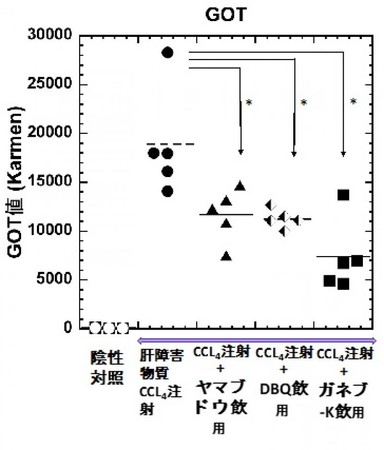 【岡山大学】日本産野生ブドウのリュウキュウガネブおよびヤマブドウを投与したマウスで、有害物質による肝臓障害が有意に減少することを発見のサブ画像3