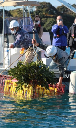 「小網代湾海底ワイン熟成プロジェクト」事業本格始動！過去最多1,700本を沈下します！のサブ画像6