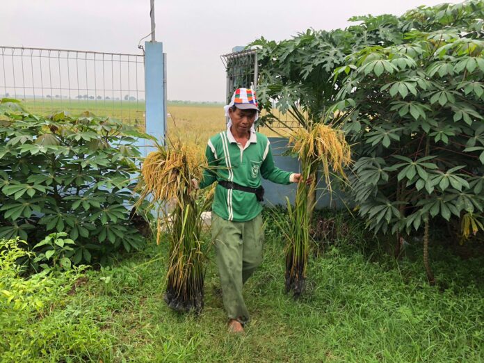東京８農法×インドネシア農業　Zoomウェビナー「東京８栽培実験報告会」レポートのメイン画像