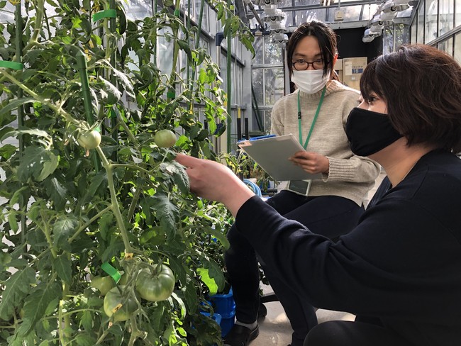 名大発VBグランドグリーン、開発の加速に向け、研究農場を愛知県豊橋市に開設のサブ画像2