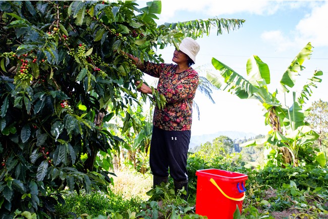フィリピンコーヒー農家支援プロジェクト総額200万円を越える寄付が集まるのサブ画像3