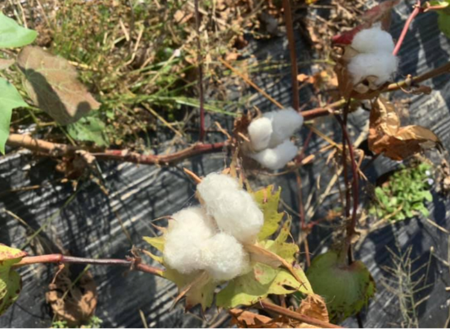 「世界で一番透明な糸」を目指す加古川の綿花 秋の風物詩である綿花収穫が間もなく最盛期を迎えますのサブ画像1