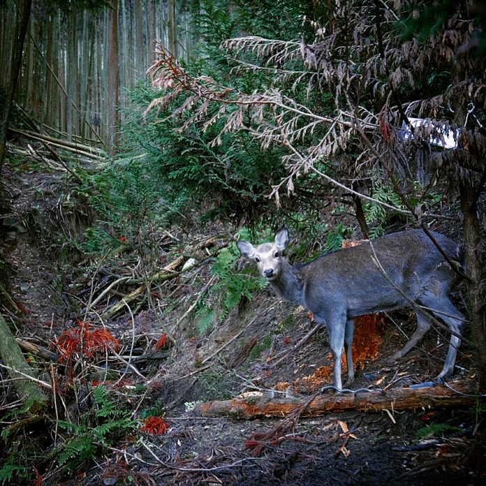 鹿による林業被害低減のため宇陀市と共同で狩猟体験イベントを開催のメイン画像
