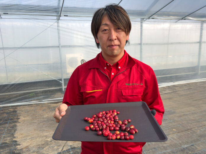 やまこうファームが《国産コーヒー》の初収穫に成功。本州で日本国産のコーヒー栽培が可能に。のメイン画像