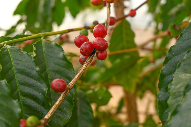 やまこうファームが《国産コーヒー》の初収穫に成功。本州で日本国産のコーヒー栽培が可能に。のサブ画像3_（やまこうファームのコーヒーの木）