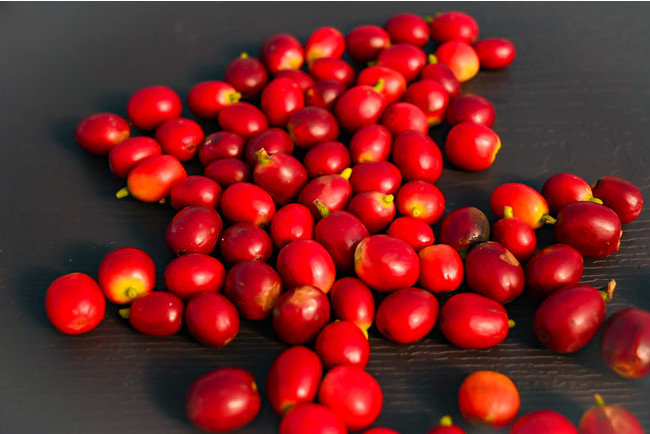 やまこうファームが《国産コーヒー》の初収穫に成功。本州で日本国産のコーヒー栽培が可能に。のサブ画像5