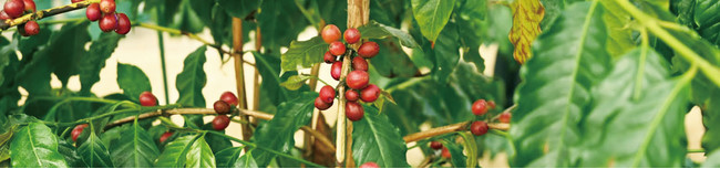 やまこうファームが《国産コーヒー》の初収穫に成功。本州で日本国産のコーヒー栽培が可能に。のサブ画像7