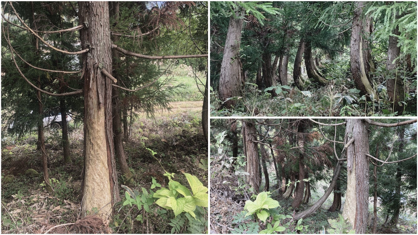 熊による被害木から生まれた エシカルなキャンプ用薪「くまはぎの薪™️」5/24よりMakuakeにて先行販売開始のサブ画像4