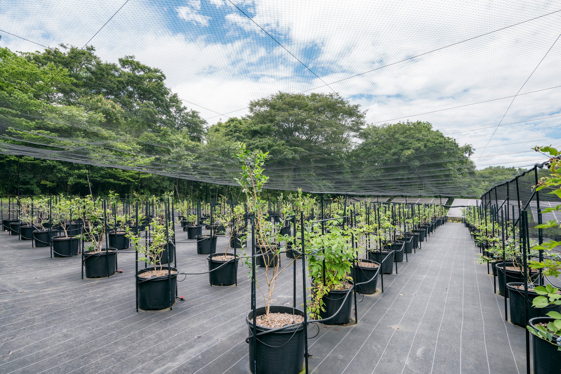 完全予約制のブルーベリー摘み取り観光農園がグランドオープン（神奈川県厚木市）のサブ画像1_こだわりの鉢植え栽培