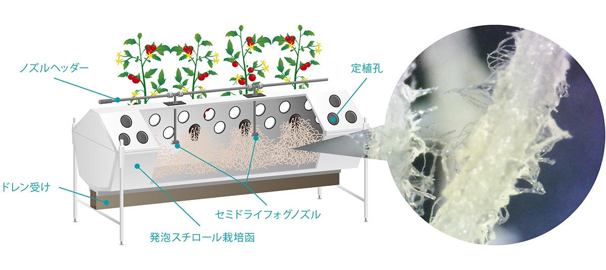 IKEUCHIPonicsによる根域環境制御で、GABA含有量を高めたトマトが機能性表示食品として受理されました。のサブ画像2_栽培函内で懸垂状態のまま成長する根。100倍拡大写真では微細な根毛が根全体に発達しているのがわかる。