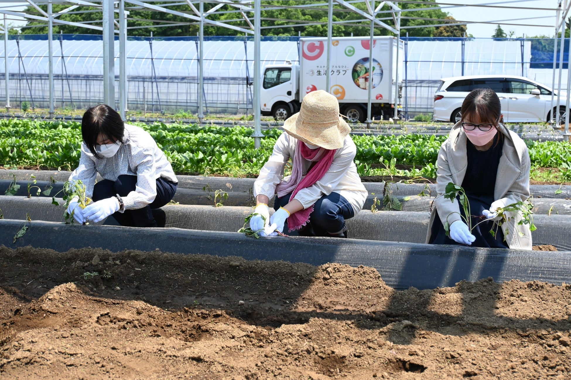 「生活クラブ・虹と風のファーム」 （千葉県八街市）にて営農型太陽光発電設備オープニングセレモニーを開催のサブ画像4_さつまいも（べにはるか）の苗植えをする生活クラブ組合員