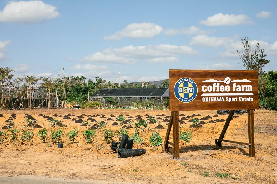 2022年冬からの初収穫に向けて順調に生育中   国産コーヒーの大規模栽培に挑む「沖縄コーヒープロジェクト」 新たにうるま市と連携し、取り組みを加速のサブ画像10