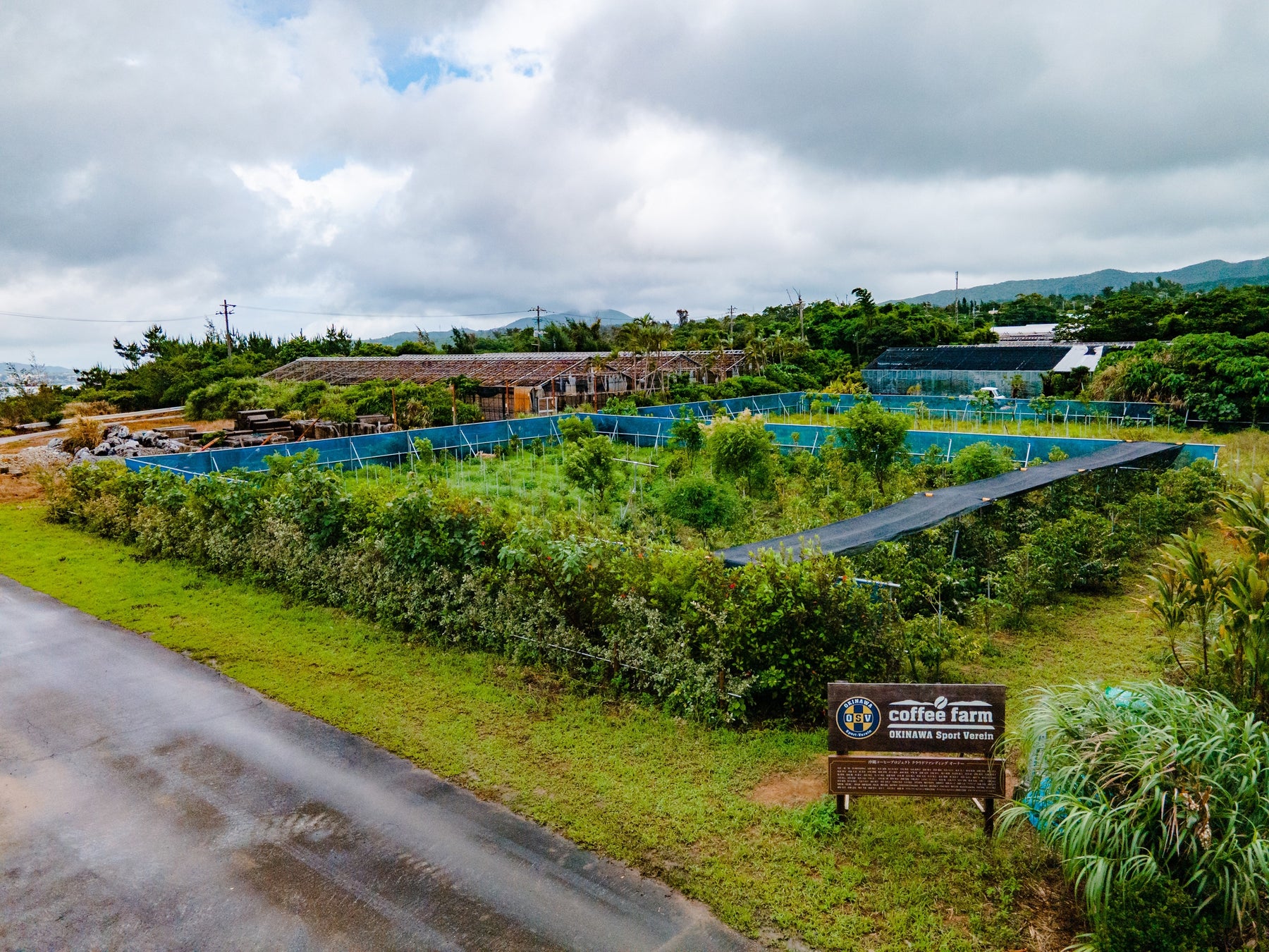 2022年冬からの初収穫に向けて順調に生育中   国産コーヒーの大規模栽培に挑む「沖縄コーヒープロジェクト」 新たにうるま市と連携し、取り組みを加速のサブ画像11
