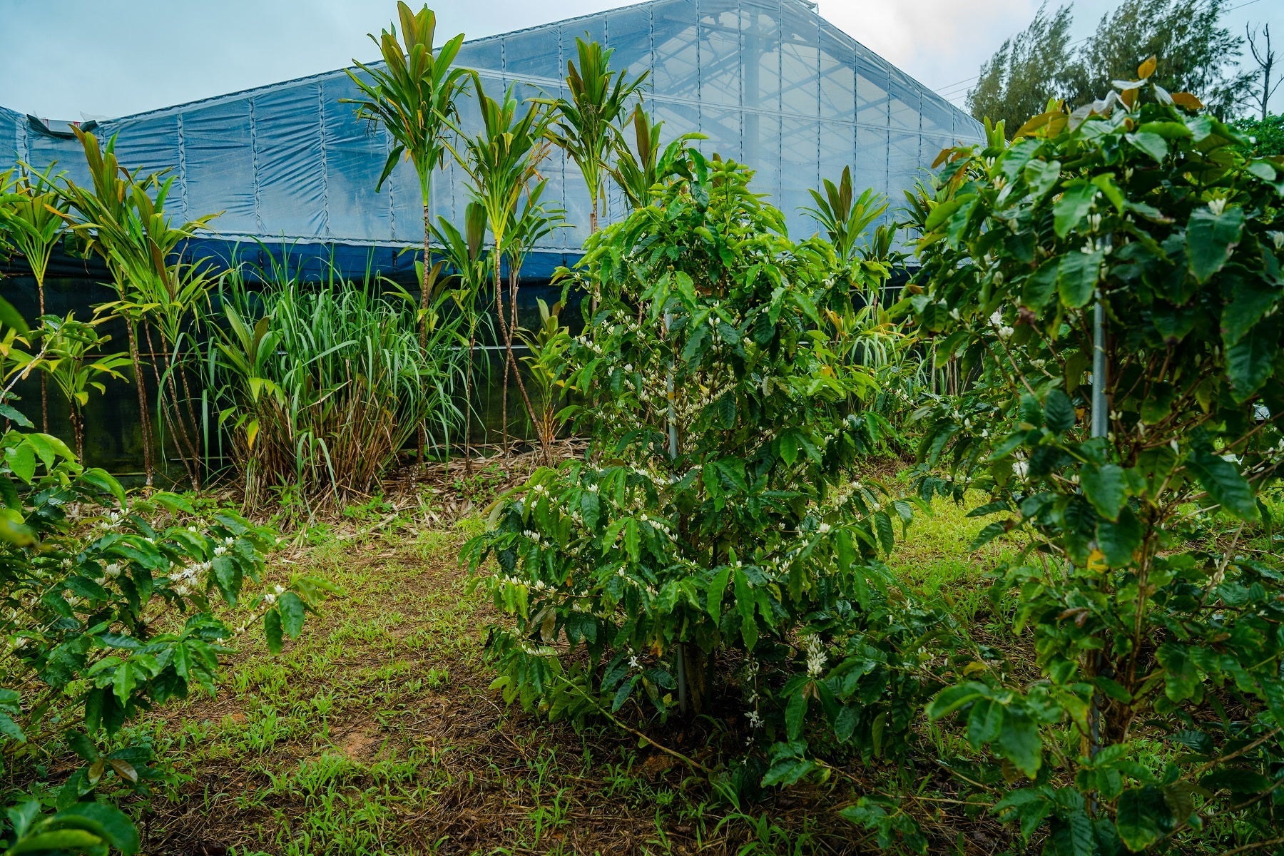 2022年冬からの初収穫に向けて順調に生育中   国産コーヒーの大規模栽培に挑む「沖縄コーヒープロジェクト」 新たにうるま市と連携し、取り組みを加速のサブ画像12