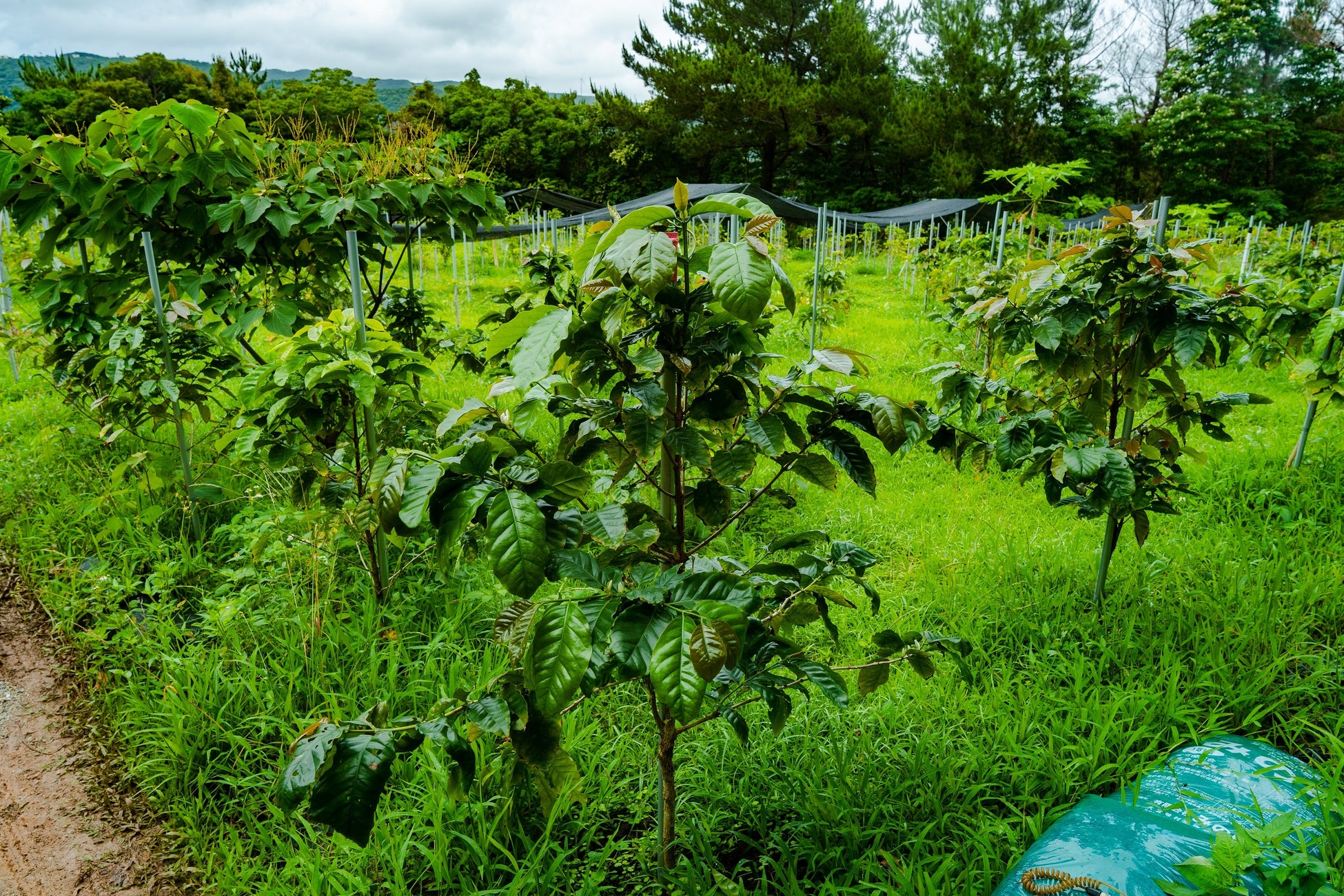 2022年冬からの初収穫に向けて順調に生育中   国産コーヒーの大規模栽培に挑む「沖縄コーヒープロジェクト」 新たにうるま市と連携し、取り組みを加速のサブ画像14