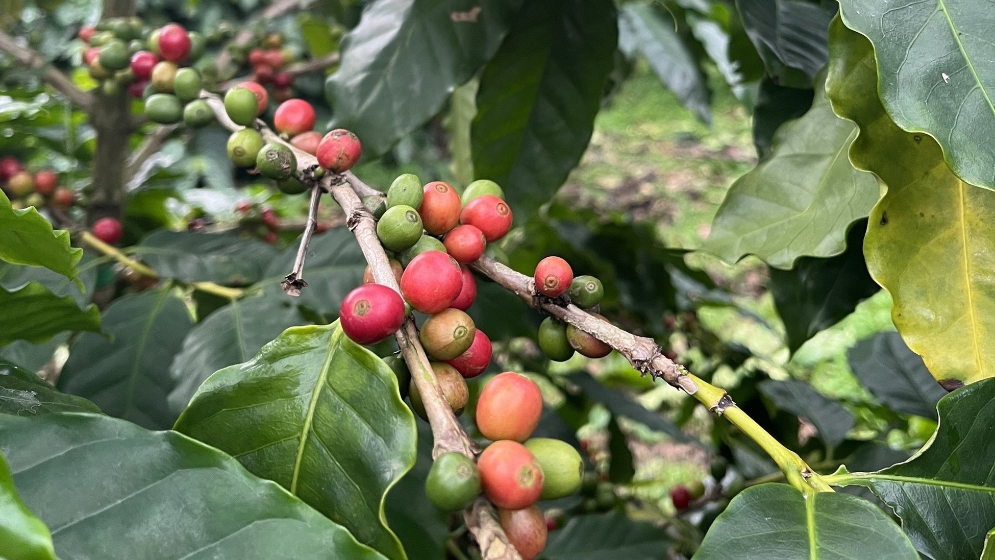 2022年冬からの初収穫に向けて順調に生育中   国産コーヒーの大規模栽培に挑む「沖縄コーヒープロジェクト」 新たにうるま市と連携し、取り組みを加速のサブ画像7