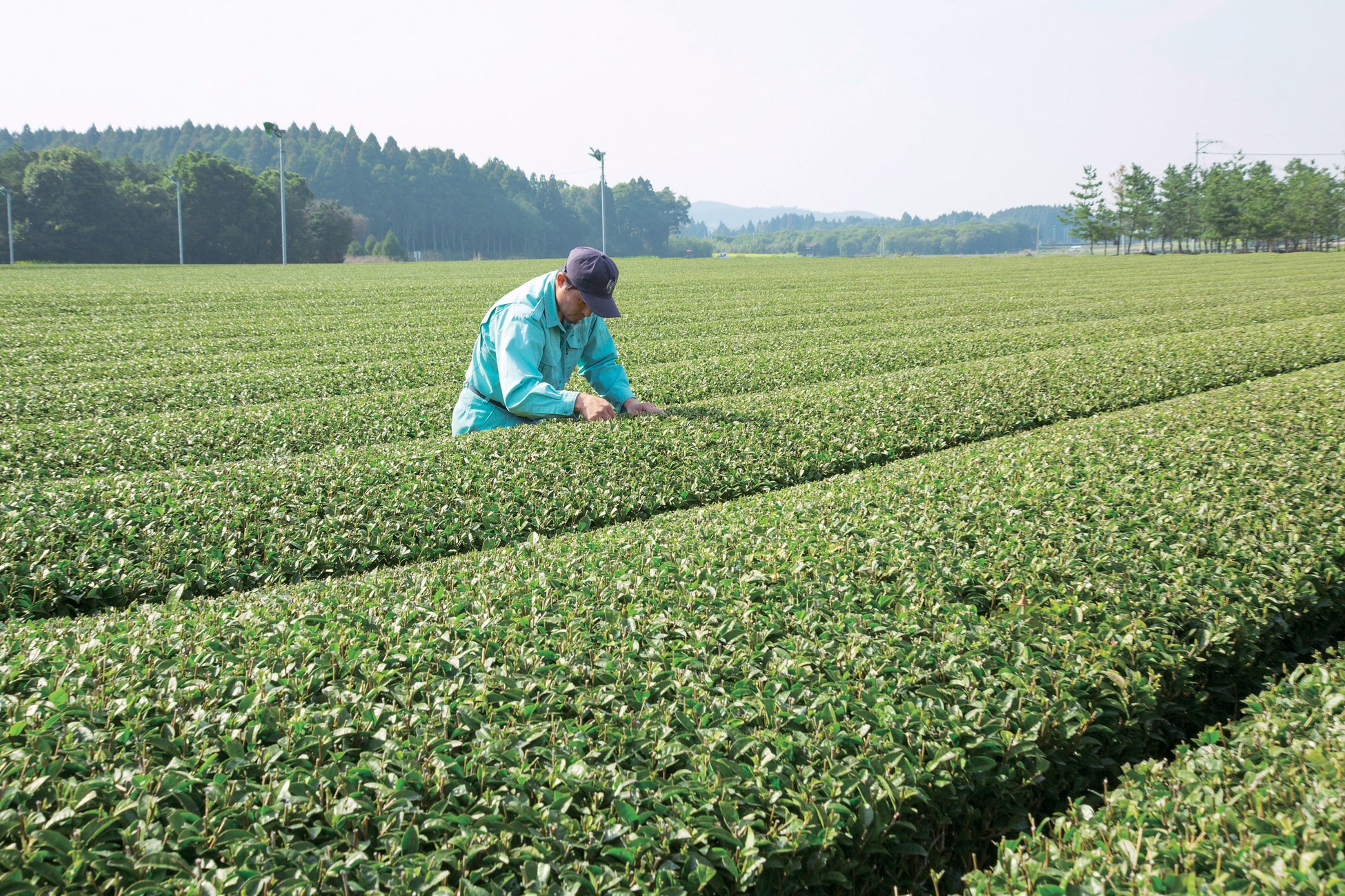 パルシステムオリジナル「産直知覧・有機栽培水出し緑茶」新発売 のサブ画像1_有機栽培の茶畑
